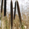 Hybrid Pearl Millet