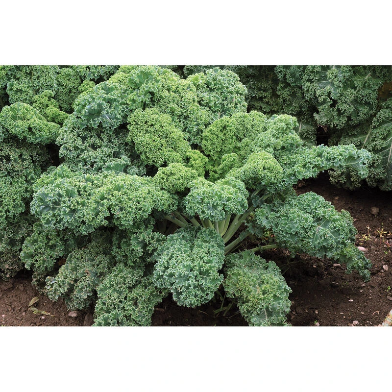 Starbor 2 Starbor - Image 2