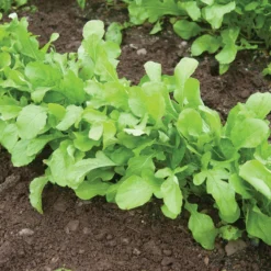 Arugula (Standard) -Svelte Garden Sales 00385 02 arugula