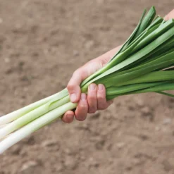 King Richard -Svelte Garden Sales 00416g 02 kingrichard