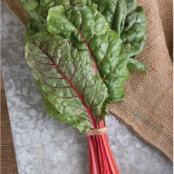 Ruby Red Or Rhubarb Chard