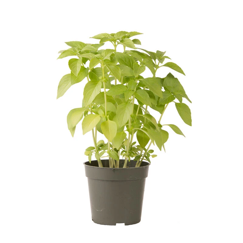 Mrs. Burns' Lemon 2 Mrs. Burns' Lemon - Image 2