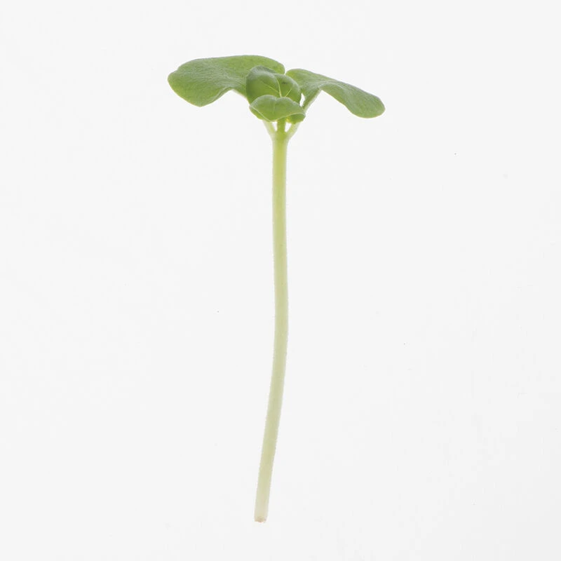 Basil, Lemon 1 Basil, Lemon