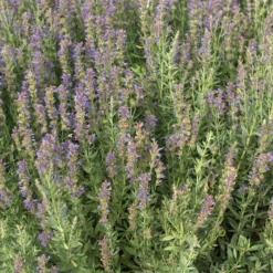 Hyssop