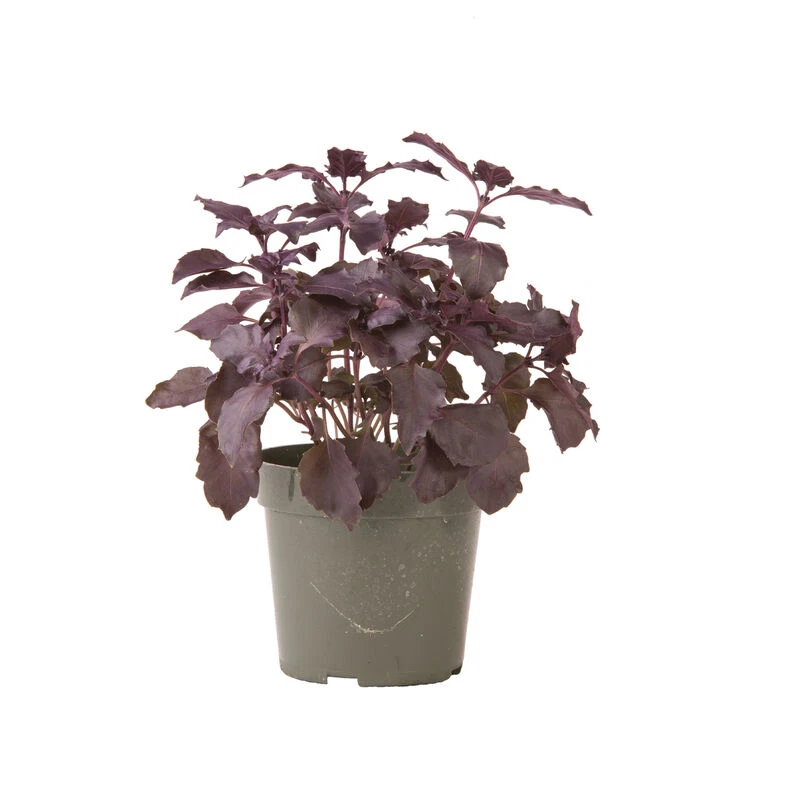 Dark Opal 2 Dark Opal - Image 2