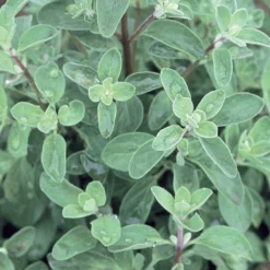 Sweet Marjoram
