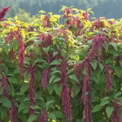 Love-Lies-Bleeding -Svelte Garden Sales 01139 03 love lies bleeding