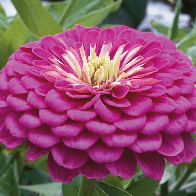 Benary's Giant Lilac 1 Benary's Giant Lilac