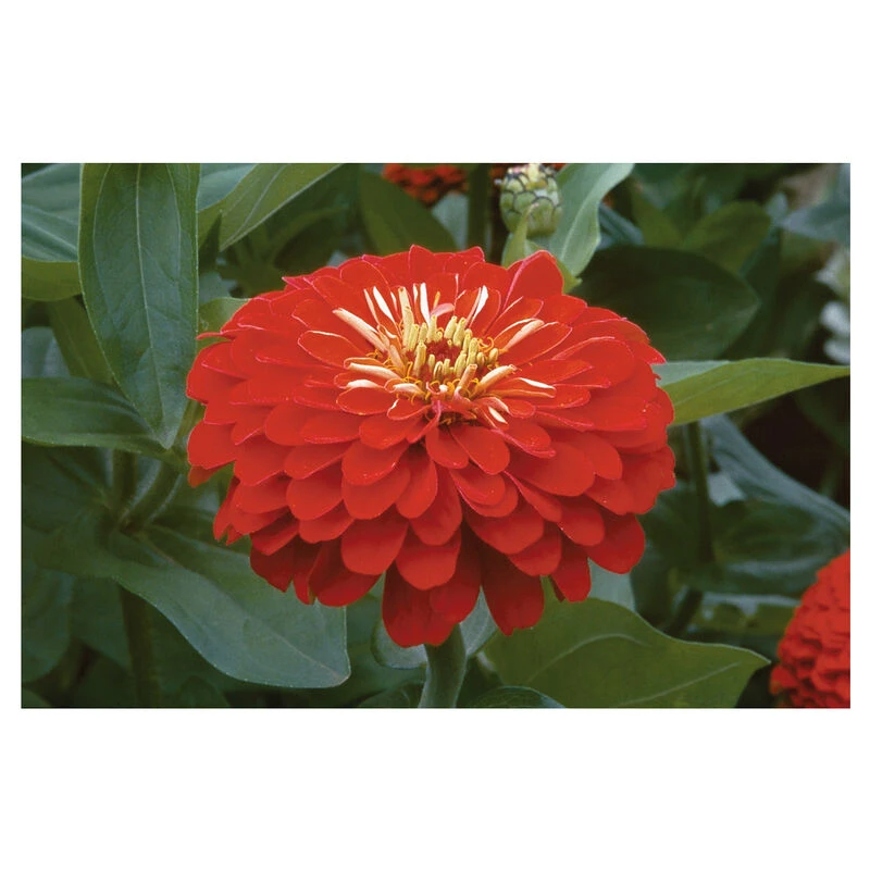 Benary's Giant Scarlet 2 Benary's Giant Scarlet - Image 2