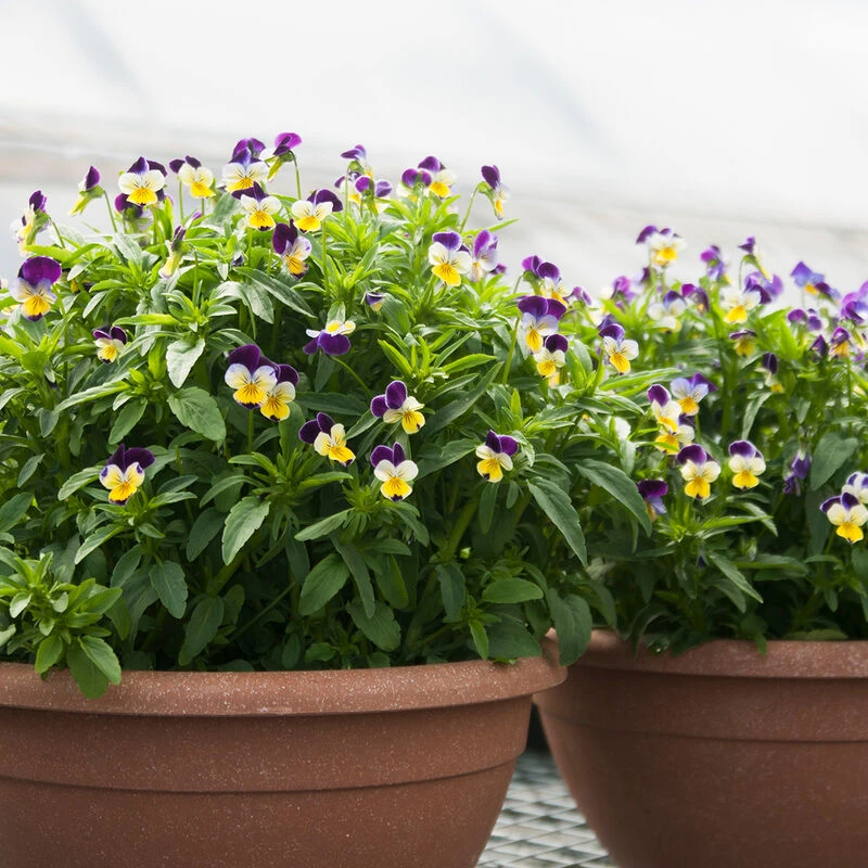 Helen Mount 2 Helen Mount - Image 2