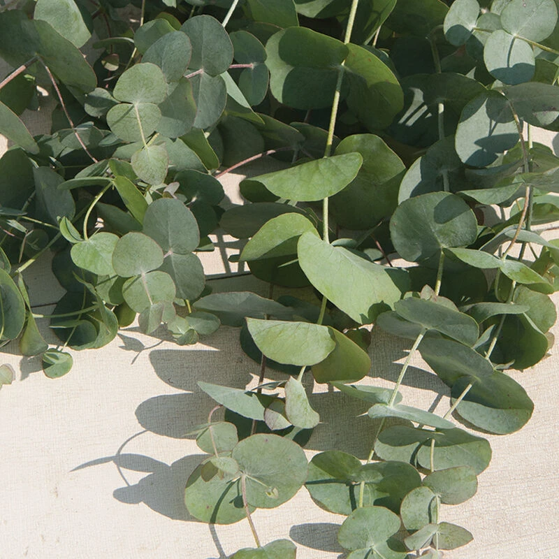 Silver Dollar 1 Silver Dollar