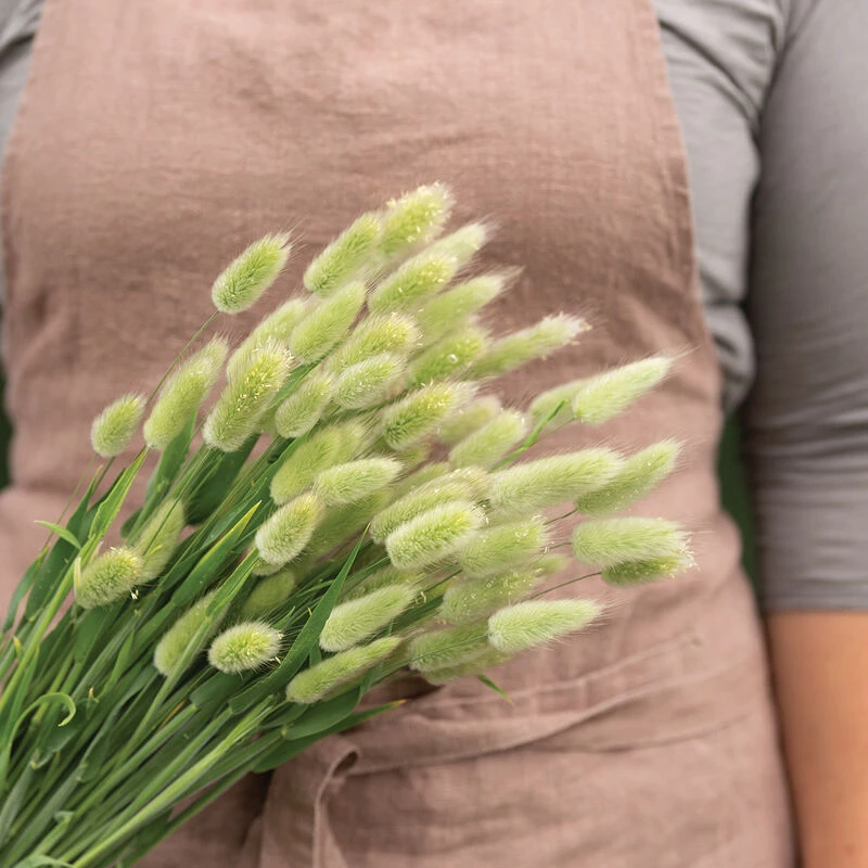 Hare's Tail Grass 2 Hare's Tail Grass - Image 2