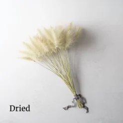 Feathertop -Svelte Garden Sales 01584 03 feathertop dried flower