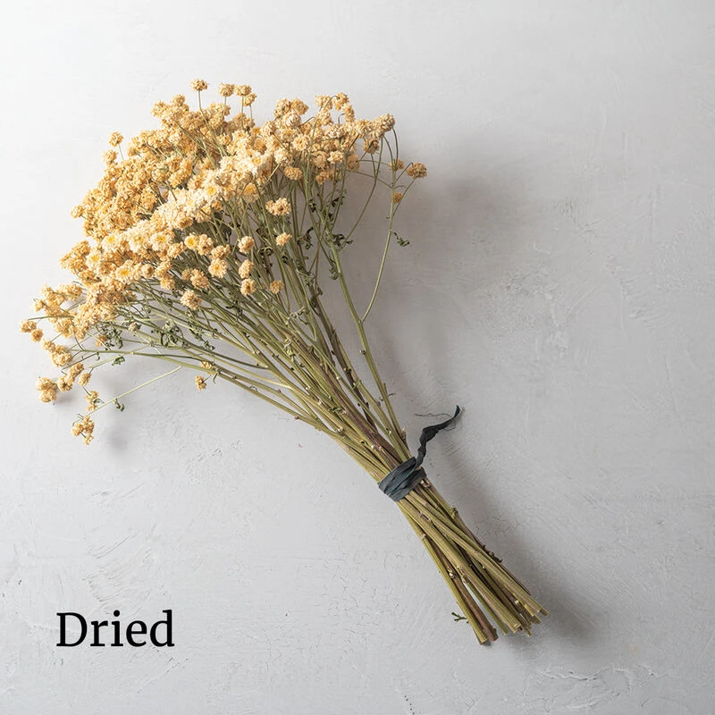 Tetra White 2 Tetra White - Image 2