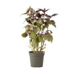 Aromatto -Svelte Garden Sales 01772g 03 aromotto