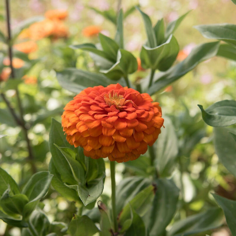Giant Dahlia Flowered Orange 1 Giant Dahlia Flowered Orange