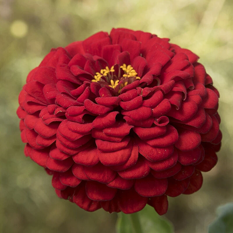 Giant Dahlia Flowered Scarlet 1 Giant Dahlia Flowered Scarlet