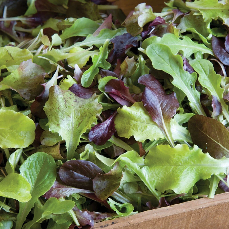 Allstar Gourmet Lettuce Mix 1 Allstar Gourmet Lettuce Mix