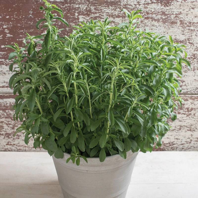 Stevia 1 Stevia