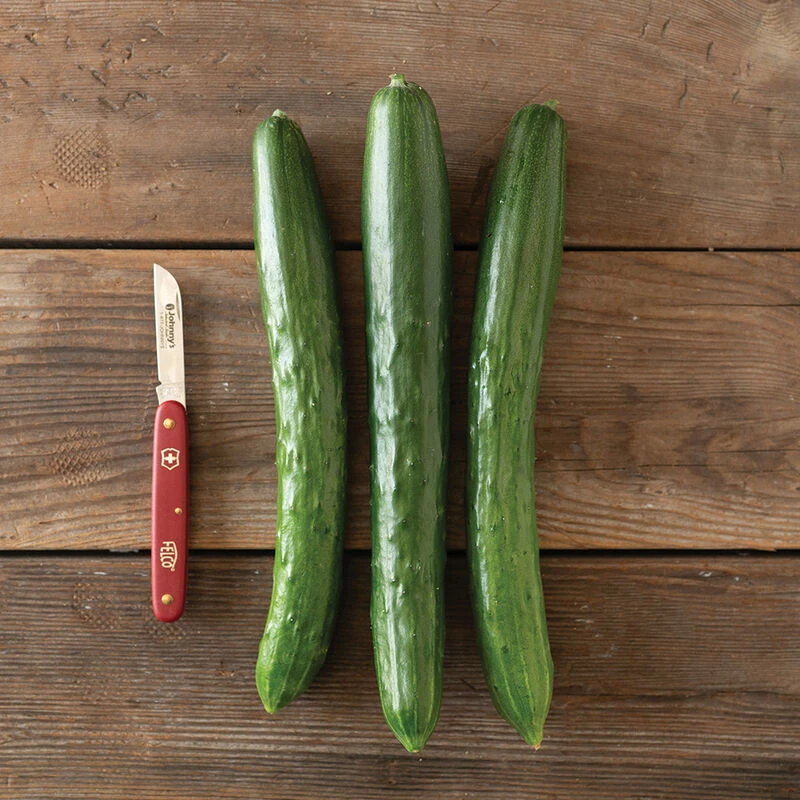 Tasty Jade 1 Tasty Jade