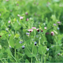 Field Peas (Maxum)