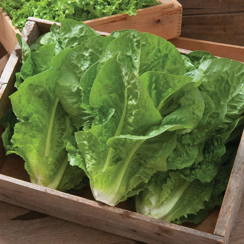 Salvius 2 Salvius - Image 2