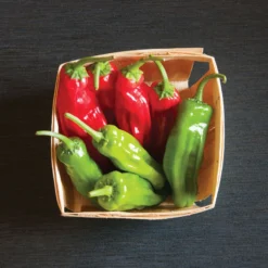 Mellow Star -Svelte Garden Sales 02592 03 mellowstar