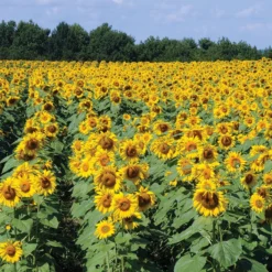 Royal Hybrid® 1121 Sunflower