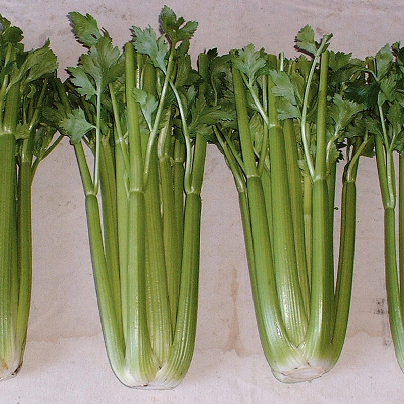 Conquistador 1 Conquistador