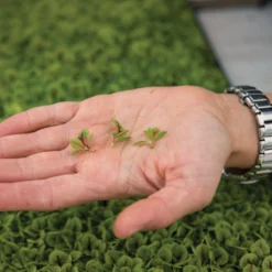 Sorrel, Red Veined -Svelte Garden Sales 02827m 02 sorrel