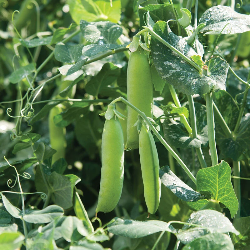 Strike 2 Strike - Image 2