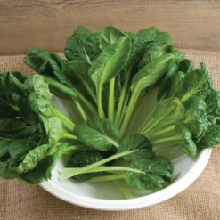 Tatsoi -Svelte Garden Sales 02897 01 tatsoi