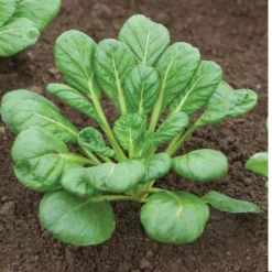 Tatsoi -Svelte Garden Sales 02897 05 tatsoi
