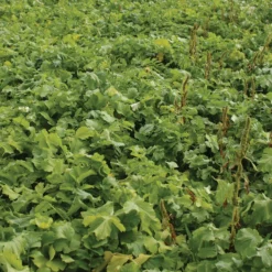 Oilseed Radish