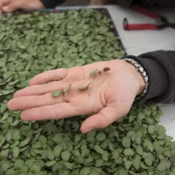 Shiso, Britton -Svelte Garden Sales 02943m 02 shiso britton