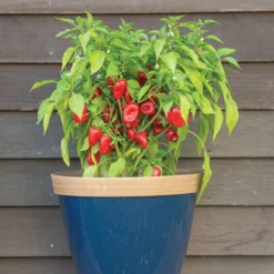 Lunchbox Red -Svelte Garden Sales 03032g 03 lunchboxred