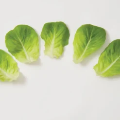 Salanova® Green Butter -Svelte Garden Sales 03056jp 03 greenmultileafbutterleafgroup