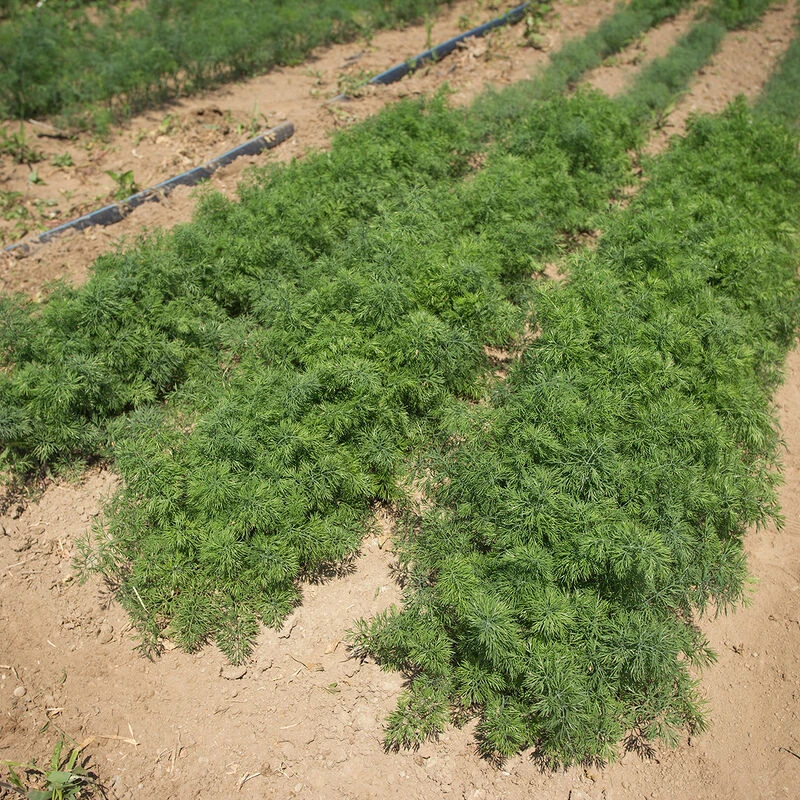 Teddy 2 Teddy - Image 2