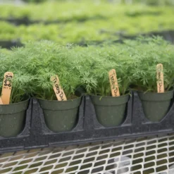 Teddy 5 Teddy -Svelte Garden Sales 03293 03 teddy