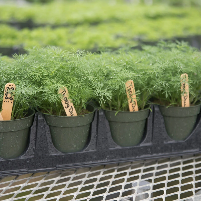 Teddy 3 Teddy - Image 3