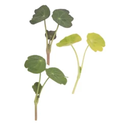 Shades Of Green Nasturtium