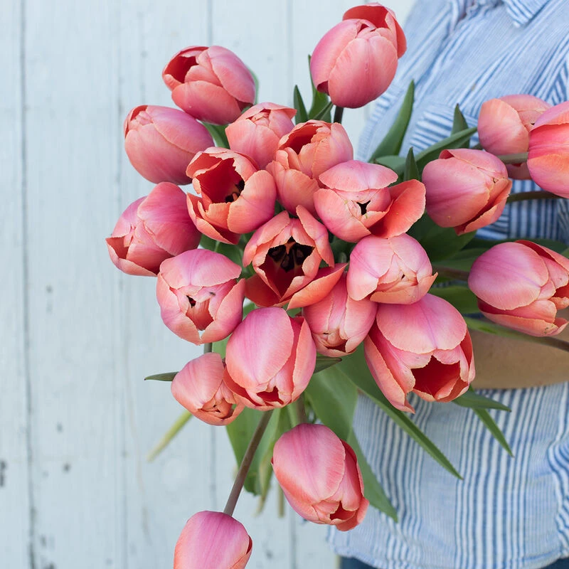 Apricot Impression 3 Apricot Impression - Image 3