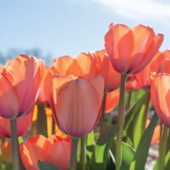 Rococo -Svelte Garden Sales 03471 05 apricot impression 1