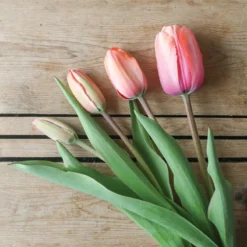 Apricot Impression 9 Apricot Impression -Svelte Garden Sales 03471 06 apricot impression