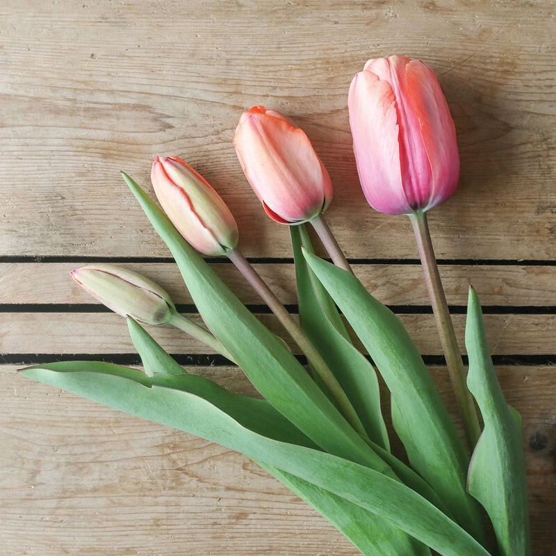 Apricot Impression 4 Apricot Impression - Image 4