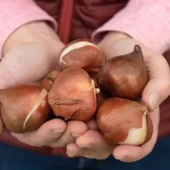 Negrita Double -Svelte Garden Sales 03481 02 negrita double