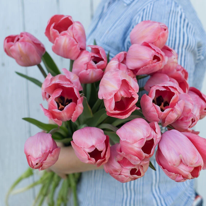 Design Impression 2 Design Impression - Image 2