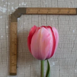 Design Impression 8 Design Impression -Svelte Garden Sales 03491 03 design impression