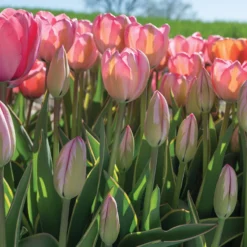 Design Impression 11 Design Impression -Svelte Garden Sales 03491 06 design impression