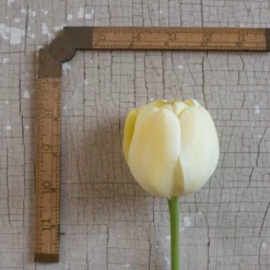 Ivory Floradale 7 Ivory Floradale -Svelte Garden Sales 03492 03 ivory floridale